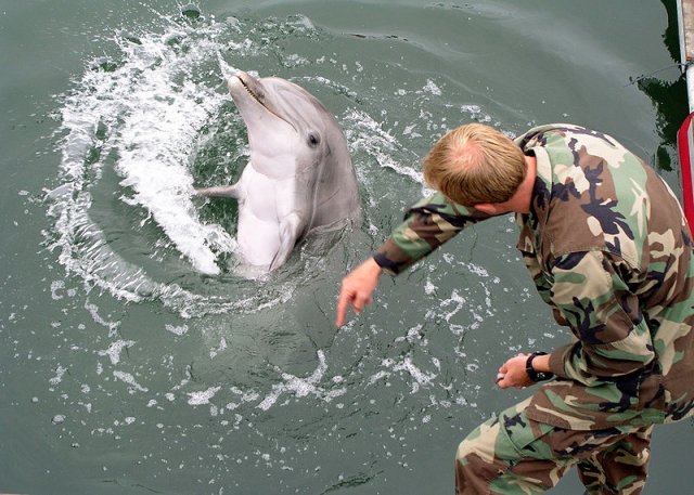The Russian Defense Ministry plans to acquire five bottle-nosed dolphins for 1.75 million rubles ($24,500), according to the governmental acquisition website.